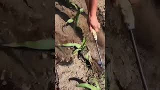 Agricultural Tools #agricultural #ruralareas #farmtools #gardening #agriculturefarming #farmingtools