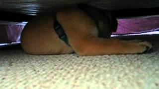 Maize as a puppy