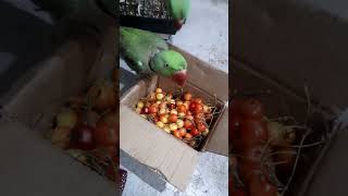 love birds/parrots ❤️❤️❤️❤️❤️#parrot #lovebirds #talking #cute #eiting #youtube #trending #viral