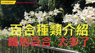 鐵炮百合!趕快去看以免錯過花期!台灣百合種類介紹!