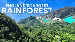 Will England's Largest Rainforest Get Even Bigger?