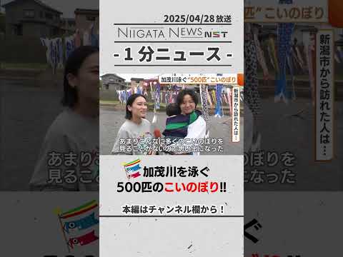加茂川泳ぐ500匹の“こいのぼり” 子どもの健やかな成長願う!!　#新潟　#加茂市　#こいのぼり