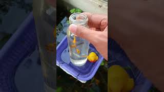 Part 120 | WOW! Amazing unboxing ornamental fish #fish #funny #unboxing