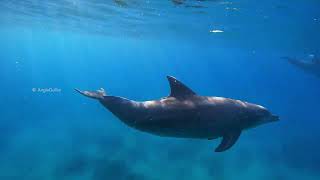 Dolphin Diary 300425