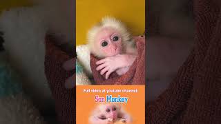 The joyful moment of the baby monkey (P2). #monkeyson #babymonky #monkeysmart #animals #pets