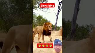 Lions King 🦁🦁🦁#viralshort #animals #lionlife #animallife #youtubeshorts #trendingshorts