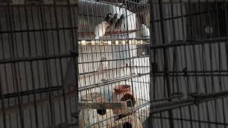 #birds#birdssetup#birdssetupwithAliyanNaeem#AliyanNaeem#javasetup#javacolony