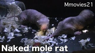Naked mole rat　後ろ向きにも進むハダカデバネズミ