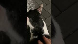 【猫】ごめんね、連れてかえれないんだよ.. #猫 #cat #元気になる動画 #kitten #ねこ #猫のいる暮らし #猫のいる生活 #猫動画 #猫好きさんと繋がりたい