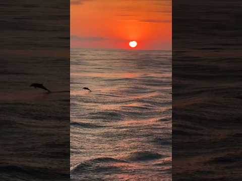 Sailing with the Dolphins on the Mediterranean #vacation #europe #africa #travel #sunset #water
