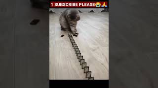 Baby Cats   Cute AndFunny Cat Videos   Cute Cats Videos   Animals Videos #Short5