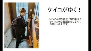 【ケイコがゆく！】佐渡市大野亀　トビシマカンゾウ　　　　