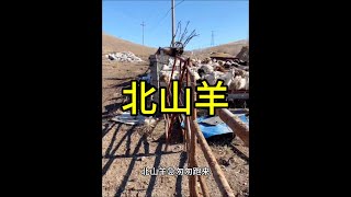 北山羊不遠千裡跑來，闖入牧民羊圈！ #北山羊 #野生動物零距離