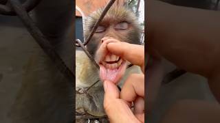 Monkey Ne Kiya Toothbrush 🪥😂 Monkey video 🐒🤣 #shorts #funny #comedy #trending