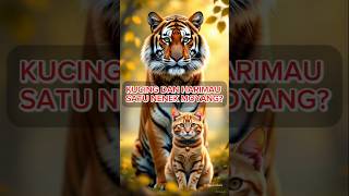 Kucing dan Harimau masih satu nenek moyang? #cat #catlovers