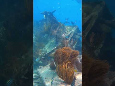 Shipwreck diving Biscayne National Park #wildlife #florida #ocean #diving #coral