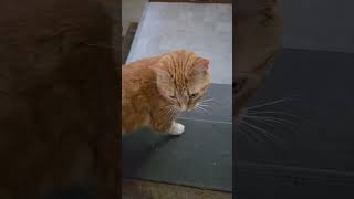 let me outside ❤️ #cute #cat #catlover #shorts #pets #petlover