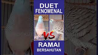 Duet Jawara Perkutut Lokal Gacor saling bersahutan