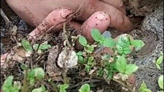 My garden ❤️ full of waste#short#short#short5