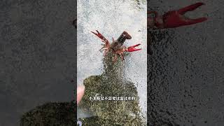 菜市场买的鱼到底能不能养活 为了验证这个问题我买了一斤小龙虾回来试试