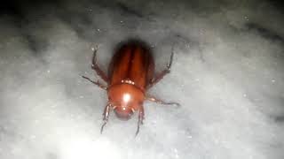 COCROCH TYPE BETTER INSECTS