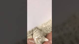 Micho#drole #chat #chatdrole #animauxdrôles #cutecat#catvideos