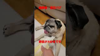 目は回復‼️#認知症犬 #盲目#shorts