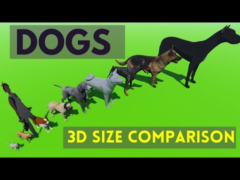Dog SIZE Comparison 🐕 3D