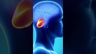 BRAIN STRUCTURE - #shortsviral #shorts #short