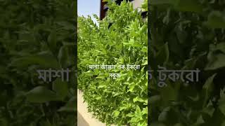 #green কি চমৎকার সবুজের সমাহার
