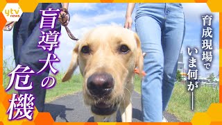 年々減少する盲導犬、とりまく環境に今何が…？育成現場からのSOSと新たな可能性【かんさい情報ネット ten.特集】