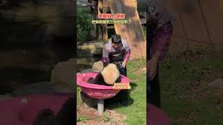 8.1又是轻松收猫的一天，墩墩穿上战袍，没用一分钟就把转碗里的三妹抱回家了哈哈#大熊猫奇三妹 #重庆动物园 #大熊猫暖暖