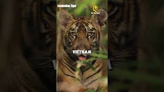 Cambodian Tiger - Did You Know That ? #tiger #facts  #animal #creature #trivia #viral #shorts