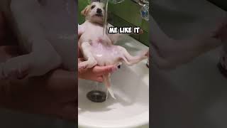 Adorable Rescued Puppy Gets His First Shower 😍 #shorts