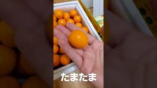 たまたまが甘くて美味しすぎ 宮崎 完熟きんかん