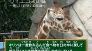 サイエンスの庭～楽しい科学の豆知識　（１）動物シリーズ1～アミメキリン
