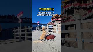 猫、狗、老鼠拜佛， 万物有灵。#万物皆有灵性 #拜佛的猫 #拜佛的狗 #修行 #禅修 #拜佛的老鼠