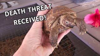 Why I’m So Passionate About Saving Tortoises