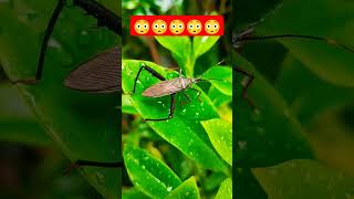 wild life😳😳😳 #bamboobug #buglife #wildlife #wildinsects #shortsfeed #viralshort #youtubeshorts