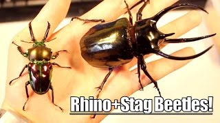 *Unboxing* RAINBOW BEETLES! - (P. muelleri & C. caucasus)