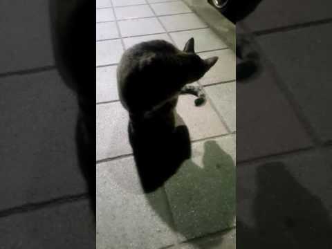 20161116 Stray Cat(2)