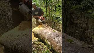keras sampek belahan kayu seperti ular#stihl070#video #videoshort