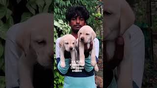 A K PET'S🐶 heavy size lab puppies available all over Tamil Nadu Transport #petlovers #pets#dogs #lob