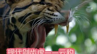 现代剑齿虎——云豹 #云豹 #神奇动物在抖音 #野生动物零距离