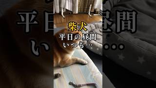 だいたいこんな感じで過ごしてます#柴犬の日常#柴犬のいる暮らし#いぬのきもち#しばいぬ#柴犬の癒し