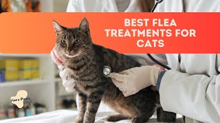Cat Flea Treatment Guide: Best Flea Treatments for Cats 2024 - Pet care