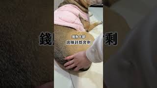 尾牙前的儀式 #pets #狗狗 #搞笑