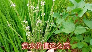 农村田边的马鞭草煮水，想不到价值这么高，解决好多人的烦恼