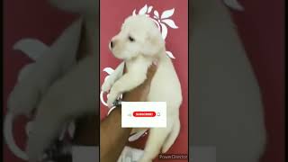 very cute labrador puppy ❤️ || #labrador #labpuppy #doglover #shorts ||