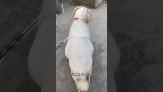 #topquality #vilaytisheep #sheep #foryou #youtubeshorts #shortsfeed #bollywood #pehlatudujatu #fyp